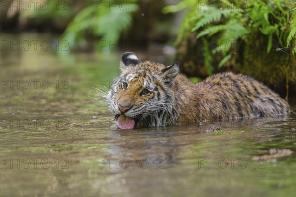 One young female Siberian Tiger, Panthera tigris altaica, lying resting in the cool fresh water of