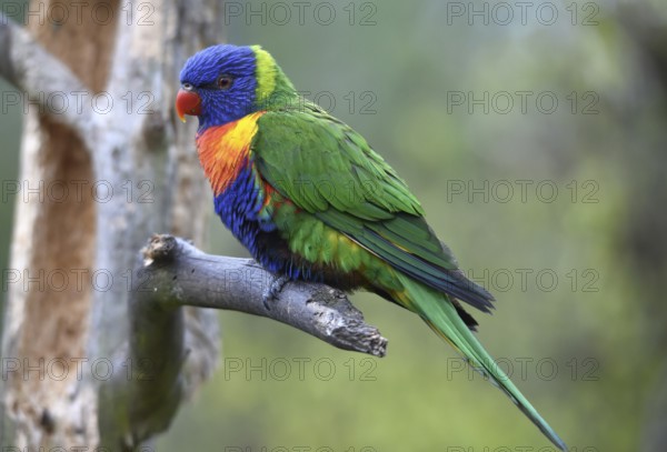 Lorikeet, (Loriini) in Marlow Bird Park, Mecklenburg-Western Pomerania, Germany, Europe