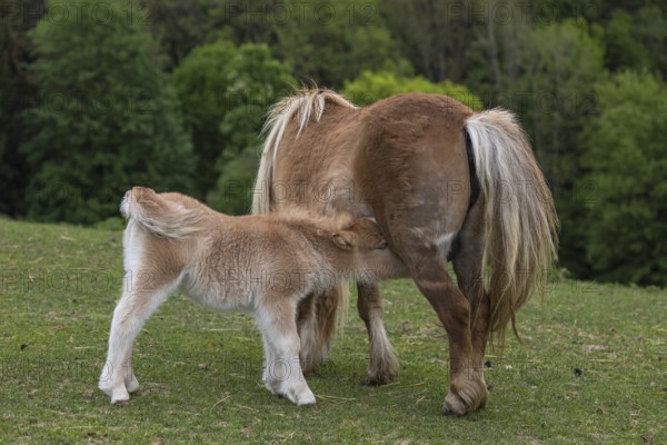 Falabella mare suckling foal, The Falabella (Equus ferus caballus) is the smallest horse at all