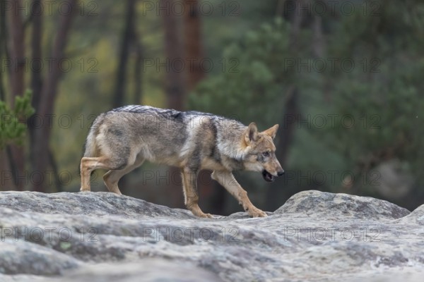 One young male eurasian gray wolf (Canis lupus lupus) running thru a forest with rocks and heather.