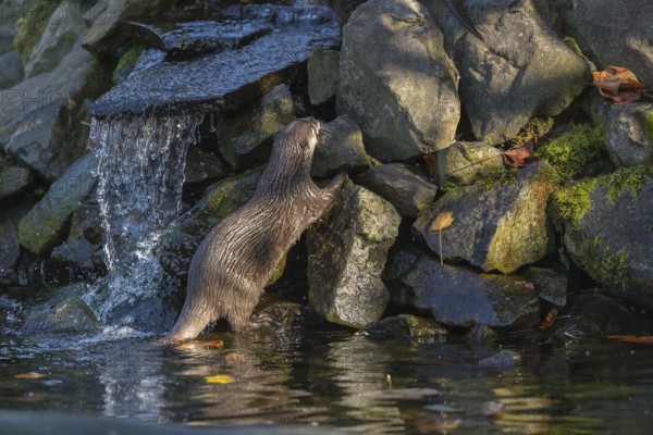 One oriental small-clawed otter or Asian small-clawed otter (Aonyx cinerea), in a creek in front of