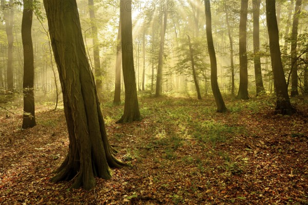 Morning atmosphere in the deciduous forest, sunbeams break through morning fog, Freyburg (Unstrut),