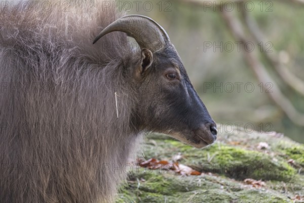 One male Himalayan Tahr (Hemitragus jemlahicus) standing in a forest. Green and yellow forest in