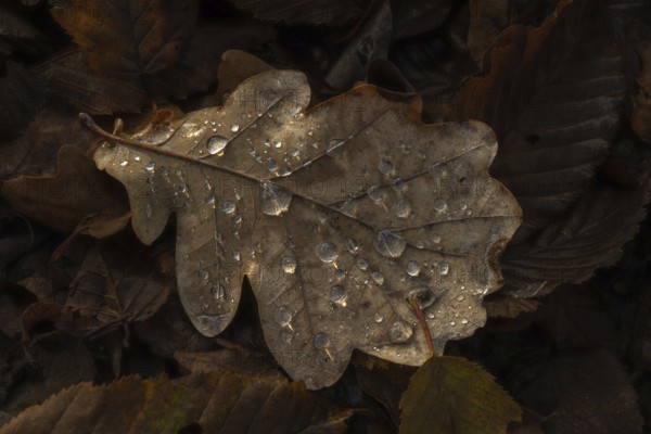 A leaf with water droplets lies on the floor. The leaf is brown and the water droplets are clear.