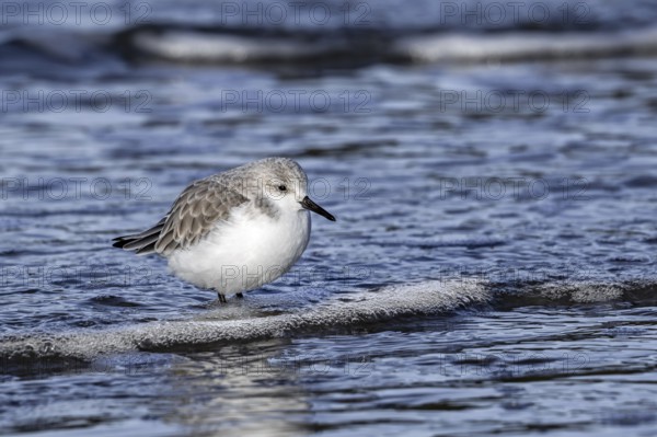 Sanderling (Calidris alba) in non-breeding plumage foraging in shallow water on the beach along the