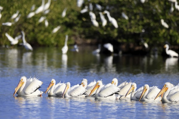 Rhinoceros Pelican (Pelecanus erythrorhynchos), adult, group, in water, fishing, wintering,