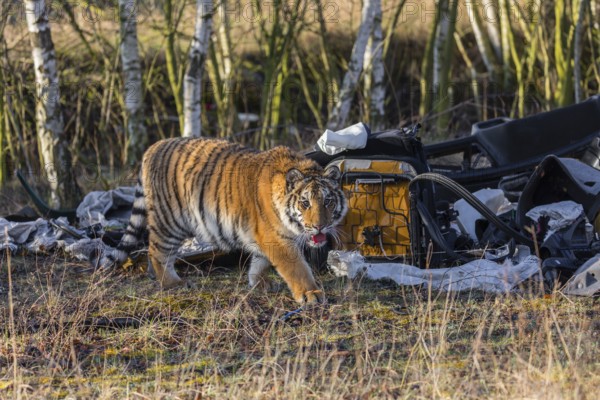 One young female Siberian Tiger, Panthera tigris altaica, walking thru a waste dump with car parts.