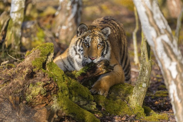 One young female Siberian Tiger, Panthera tigris altaica, playing with some rotten wood in a birch
