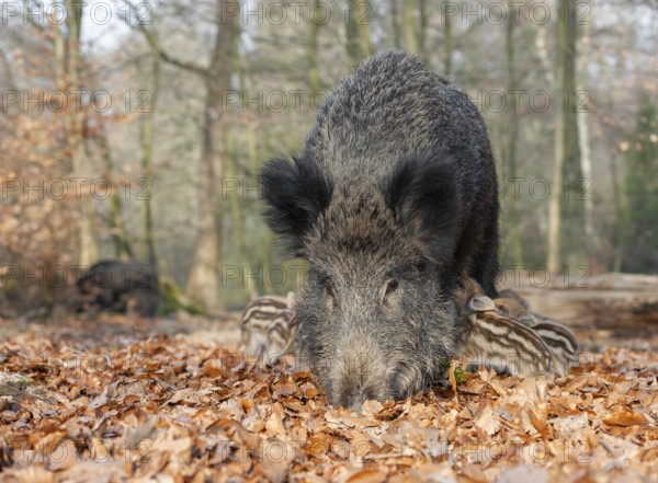 Wild boar, wild boar (Sus scrofa) a sow suckling young boars in the forest, Germany, Europe