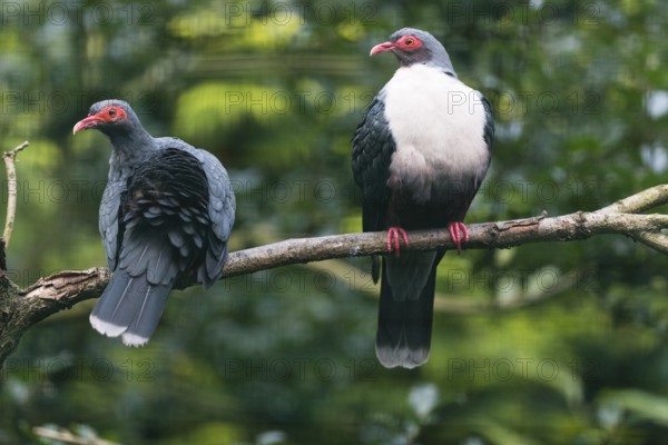 Papuan Mountain Pigeons (Gymnophaps albertisii), captive, Germany, Europe