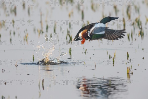 Northern Shoveler (Anas clypeata), male duck taking off in flight from lake, in display flight,