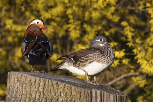 Mandarin duck (Aix galericulata), pair in mating season, sitting on a tree trunk, Heiligenhaus,