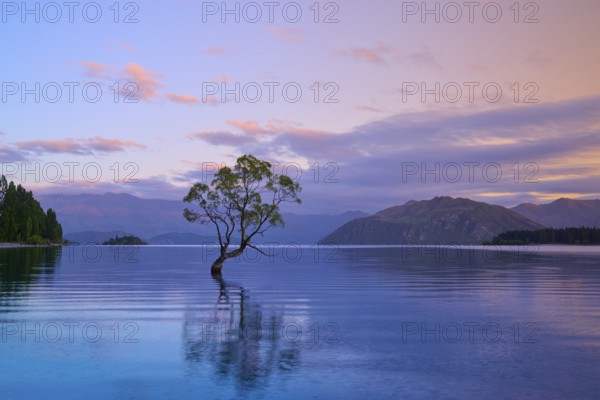 A single tree in a lake at dawn, surrounded by mountains, summer, Lake Wanaka, Wanaka, Otago, South