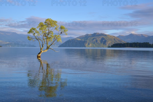 Single tree in the clear water of a lake with mountains in the background and calm atmosphere,