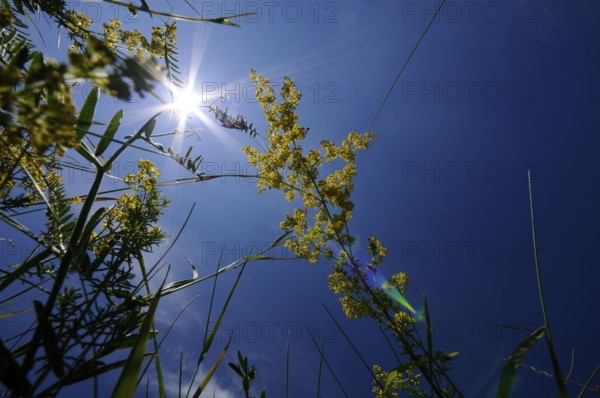 Rays of sunshine shine through yellow flowers and grasses set against a clear, deep blue sky,