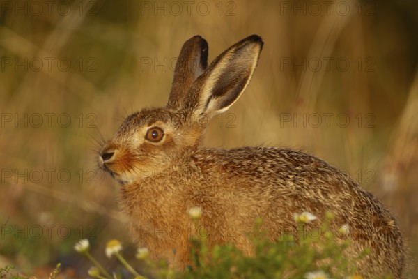 European brown hare (Lepus europaeus) juvenile baby leveret in grassland in summer, England, United