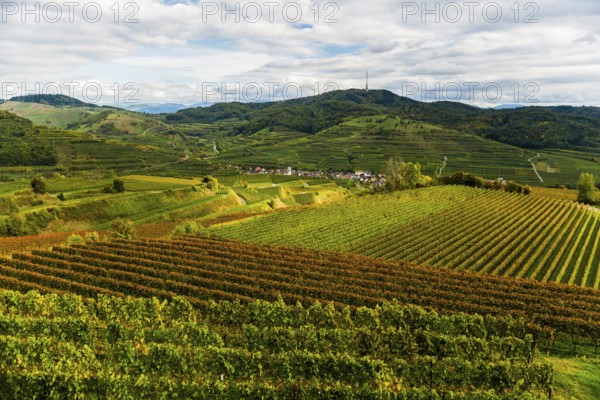 Hilly landscape and vineyards in autumn, near Oberbergen, Kaiserstuhl, Baden-Württemberg, Germany,