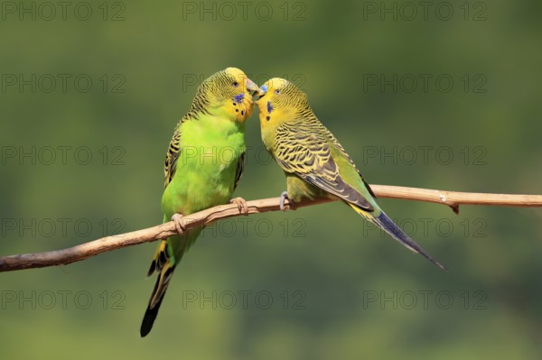 Budgerigar (Melopsittacus undulatus), adult, pair, male, female, two, in perch, courtship, social