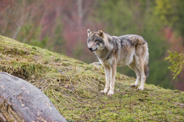 An adult male grey wolf (Canis lupus lupus) stands on a sloping meadow on a hill and observes the