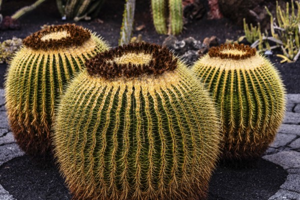2016, Guatiza, Lanzarote, Jardin de Cactus by Cesar Manrique, ESP, Spain, Canary Islands, Canary