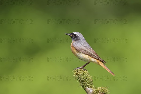 Redstart (Phoenicurus phoenicurus), male on a mossy branch, songbird, wildlife, Siegerland, North