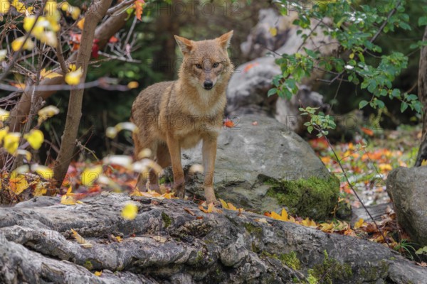 A golden jackal (Canis aureus) stands on a rotting tree lying on the ground between bushes and