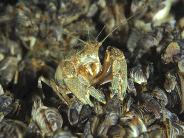 Crayfish (Faxonius limosus), American crayfish, invasive species sits surrounded by quagga mussels
