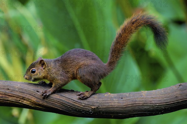 Variegated squirrel (Sciurus variegatoides) climbing on a branch, Costa Rica, Central America