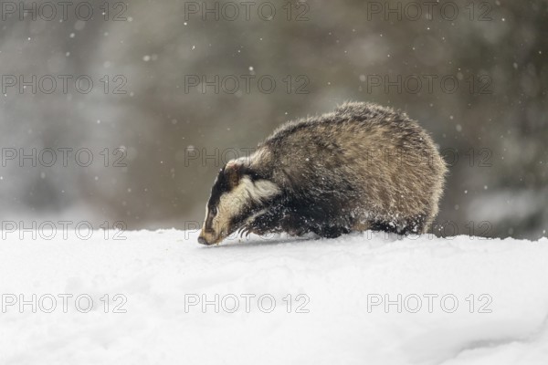 One young European badger (Meles meles) walking through deep snow during snow fall