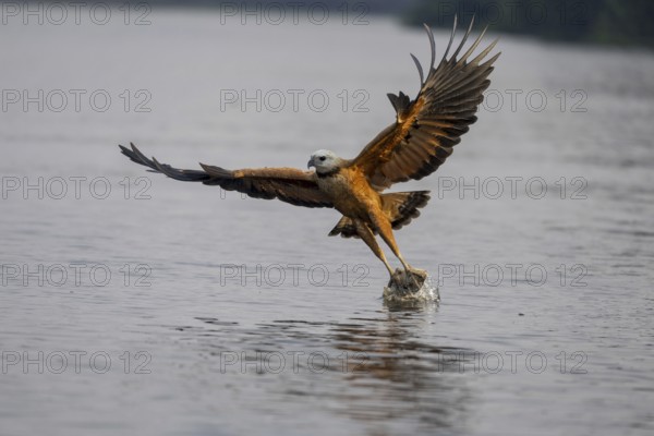 Fish hawk (Busarellus nigricollis), catching fish, Pantanal, Brazil, South America