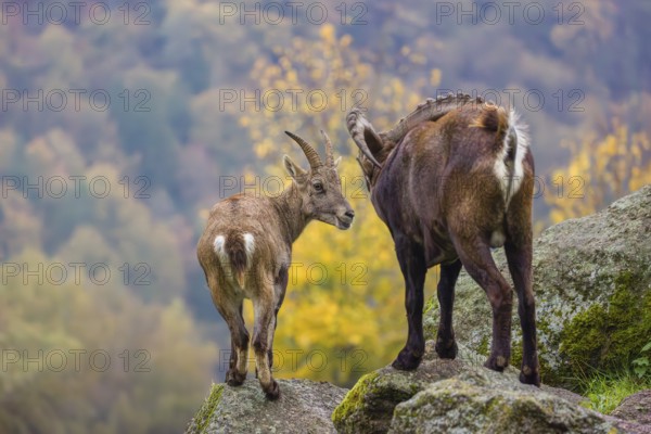Two ibex (Capra ibex), a male and a female, stand on a rock. The male shows some flehming and