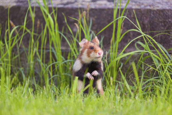 A European hamster (Cricetus cricetus), Eurasian hamster, black-bellied hamster or common hamster,