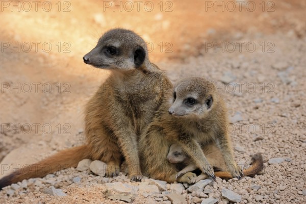 Tiger nut (Suricata suricatta), adult, two adults, juvenile, newborn, baby, social behaviour