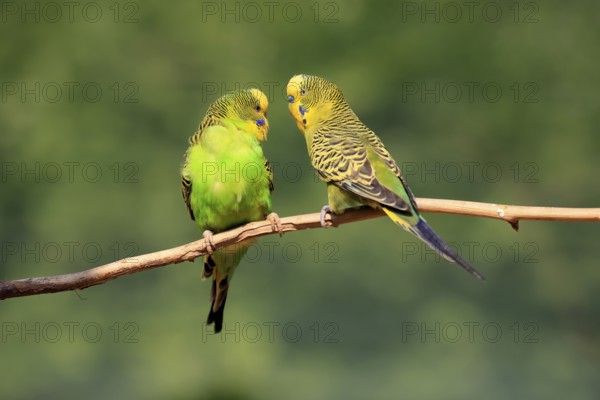 Budgerigar (Melopsittacus undulatus), adult, pair, male, female, two, in perch, Australia, Oceania