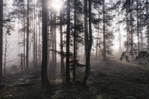 Morning fog in the backlight in the forest, Mondsee, Mondseeland, Salzkammergut, Upper Austria,