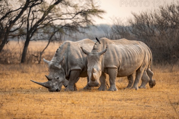 Southern white rhinoceros (Ceratotherium simum simum), two rhinos in the evening light, Khama Rhino