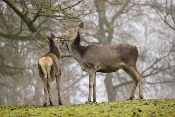 A Red Deer hind and her calf (Cervus elaphus) stand on a green meadow at a forest edge on a foggy