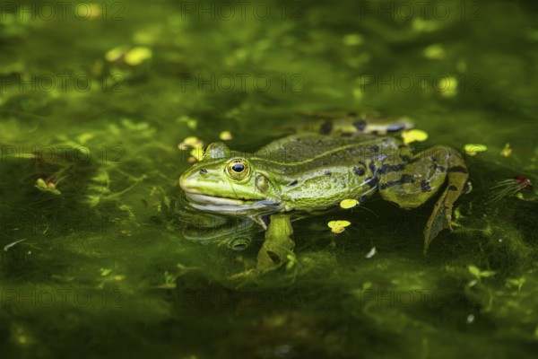 Edible frog (Pelophylax esculentus) in a little lake in the water, Bavaria, Germany, Europe
