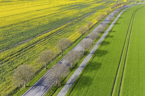 Aerial view over country road lined with common whitebeam trees (Aria edulis, Sorbus aria) in