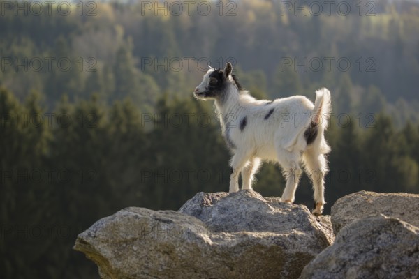 A young Pygmy goat, Capra hircus, stands on a rock. A forest is in the distant background