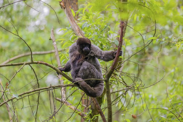 A common woolly monkey, brown woolly monkey, or Humboldt's woolly monkey (Lagothrix lagothricha)