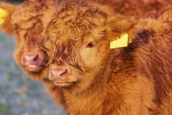 Portrait of two Highland calves (Bos (primigenius) taurus)