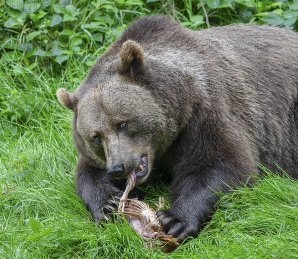 European brown bear (Ursus arctos) lying on the ground and eating a chicken, captive, Bavarian