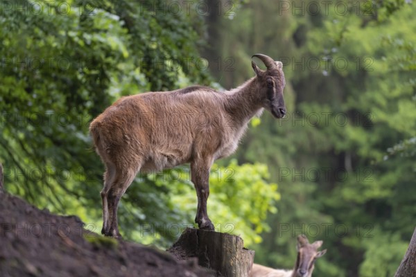 A female Himalayan tahr (Hemitragus jemlahicus) stands on a rock. A dense forest is in the