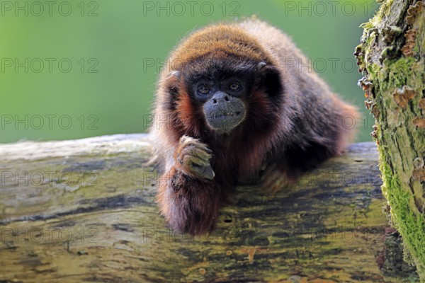 Coppery titi (Plecturocebus cupreus, Syn.: Callicebus cupreus), adult, portrait, tree trunk, South