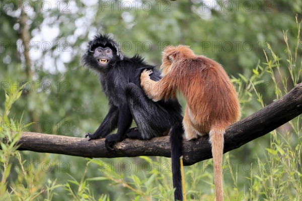 Javan lutung (Trachypithecus auratus), adult, sitting, two Javan lutung, social behaviour,