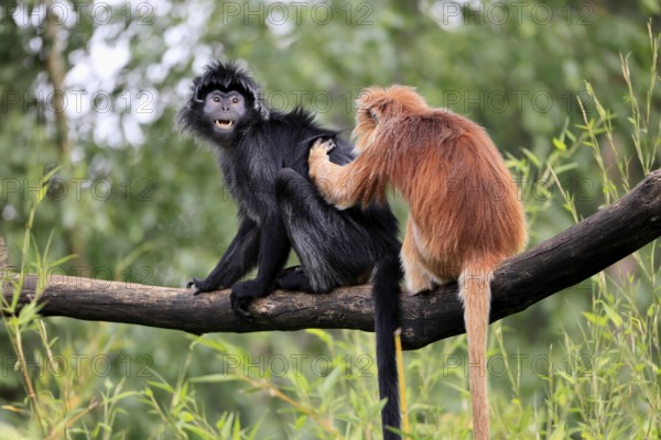 Javan lutung (Trachypithecus auratus), adult, sitting, two Javan lutung, social behaviour,