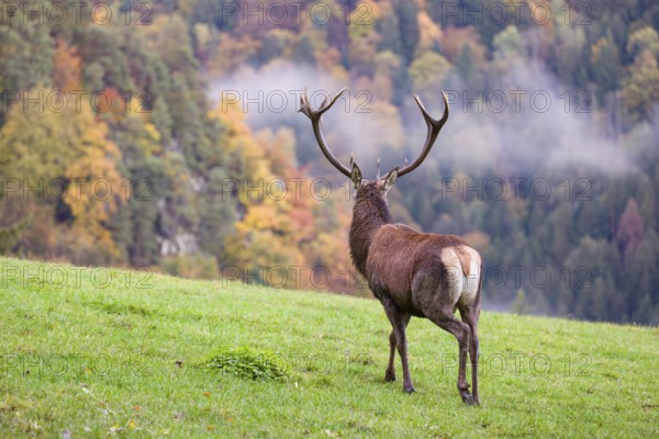 A red deer stag (Cervus elaphus) is standing in a meadow in hilly terrain. A forest with autumn