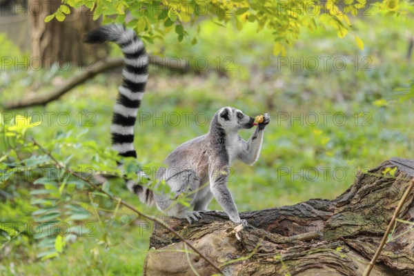 A ring-tailed lemur (Lemur catta) sits on a rotten tree lying on the ground and eats a fruit