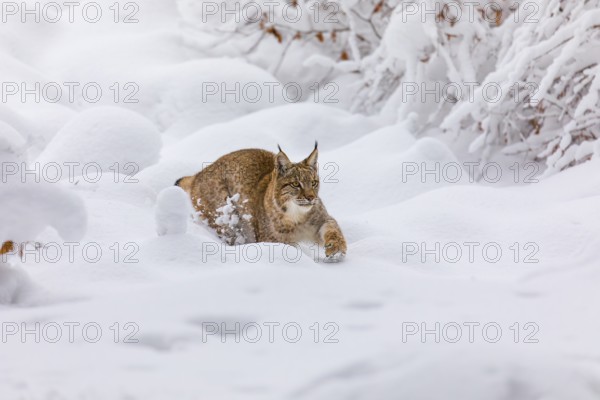 One young male Eurasian lynx, (Lynx lynx), walking through deep snow covered undergrowth in a